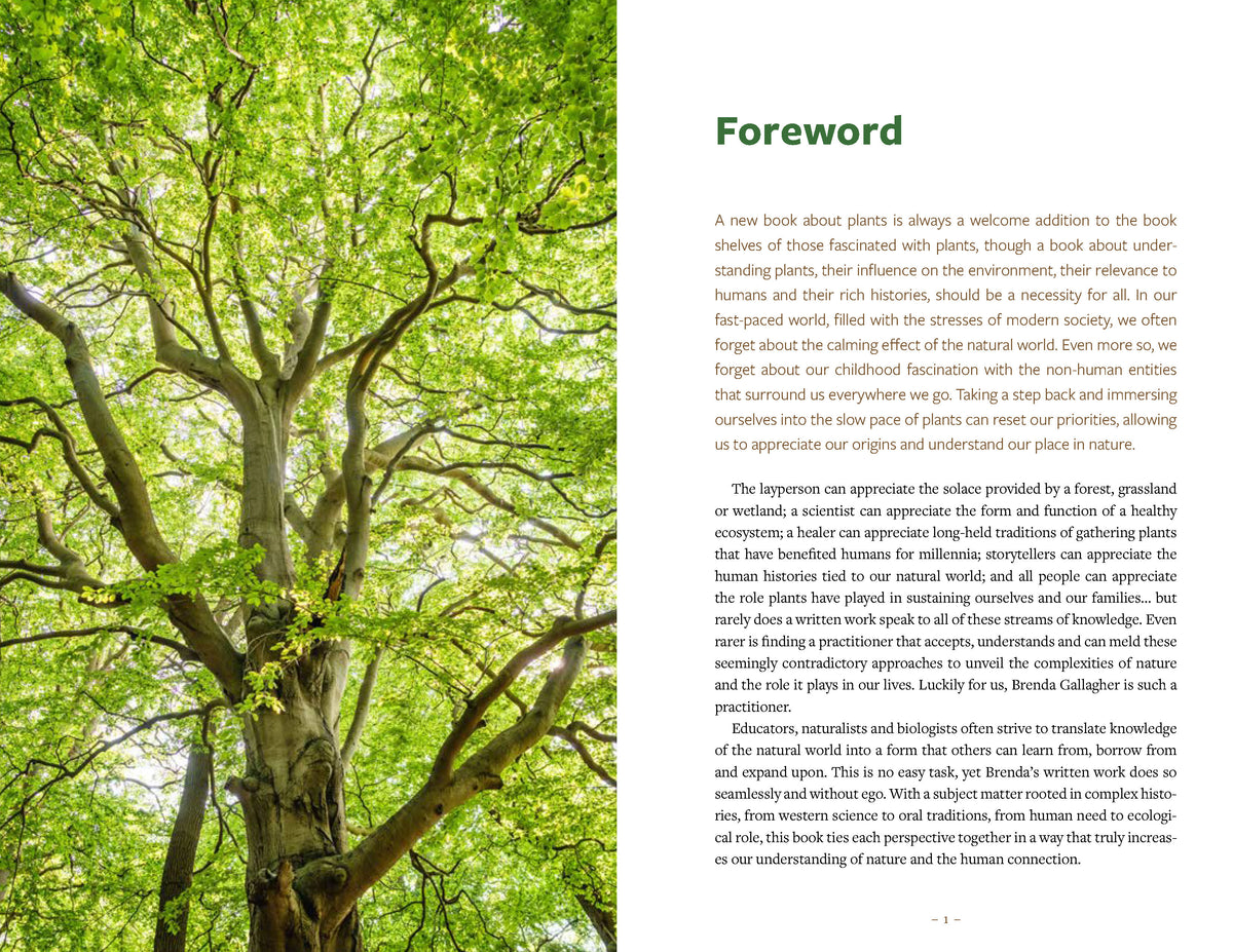 Healing Wisdom of North American Trees