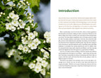Healing Wisdom of North American Trees