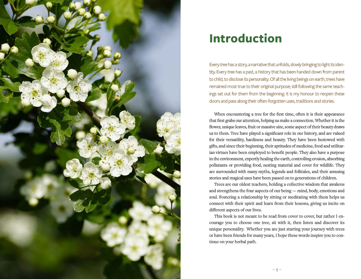 Healing Wisdom of North American Trees