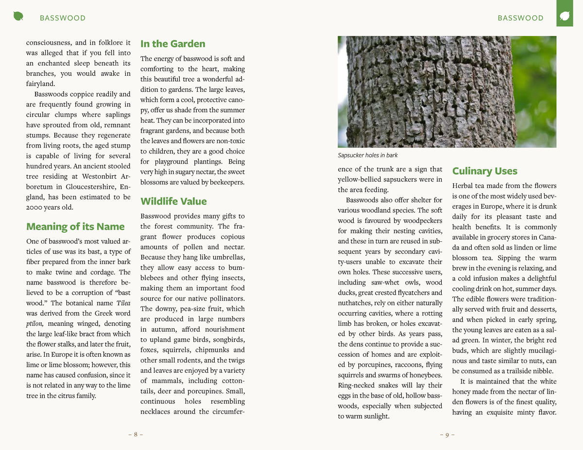 Healing Wisdom of North American Trees