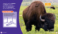 Prairie Food Chains