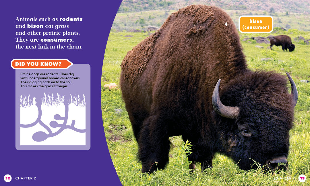 Prairie Food Chains