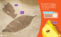 Fossils