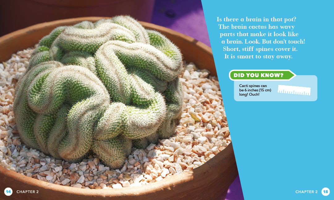 Prickly Plants