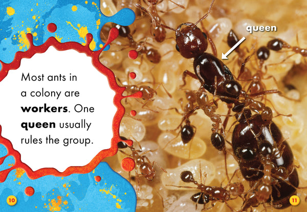 Fire Ants