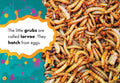 Mealworms