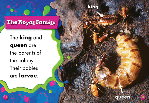 Termites