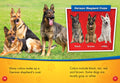 German Shepherds