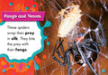 Black Widow Spiders