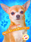Chihuahuas