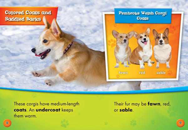 Pembroke Welsh Corgis