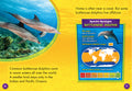 Bottlenose Dolphins