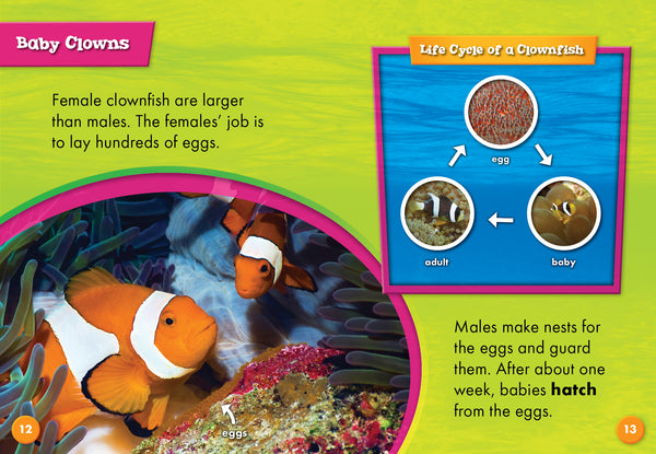 Clownfish