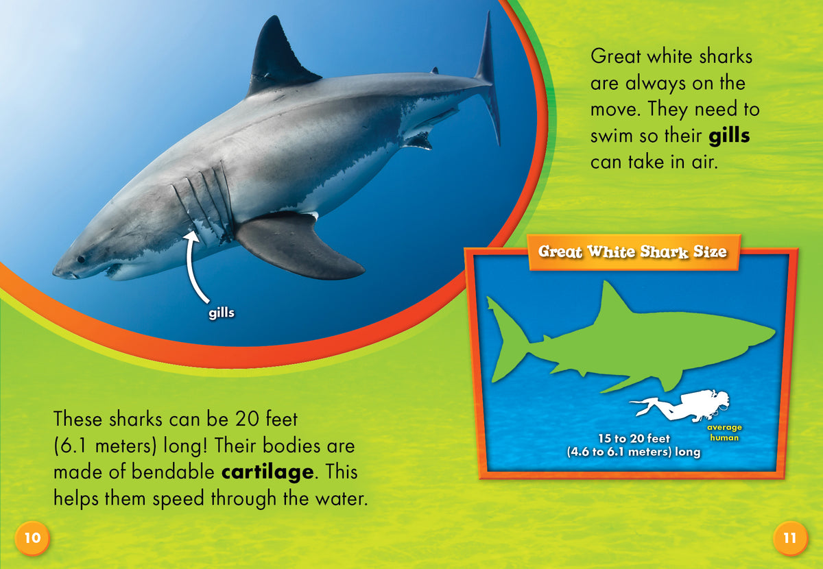 Great White Sharks