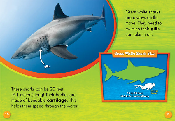 Great White Sharks