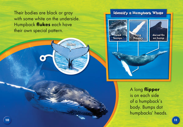 Humpback Whales