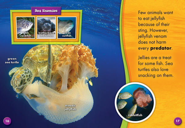 Jellyfish