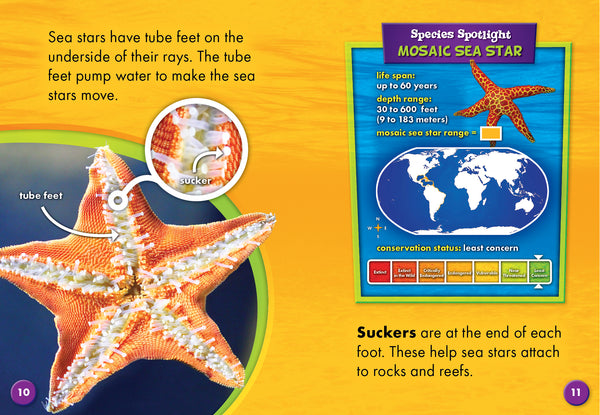 Sea Stars