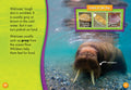 Walruses