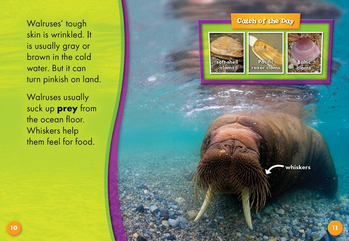 Walruses