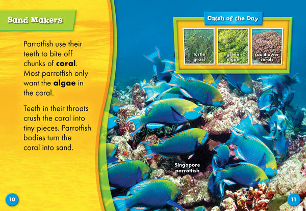 Parrotfish