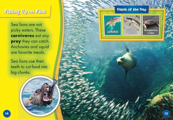 Sea Lions