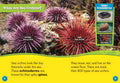 Sea Urchins