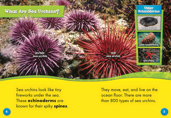 Sea Urchins