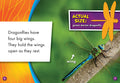 Dragonflies