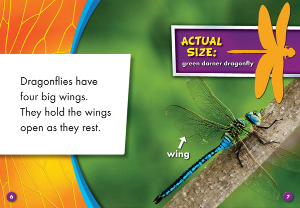 Dragonflies
