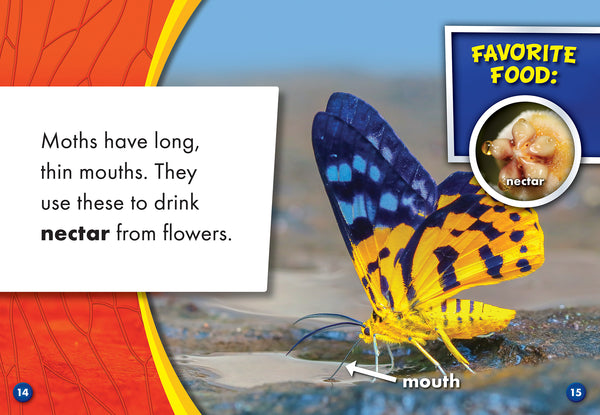 Moths
