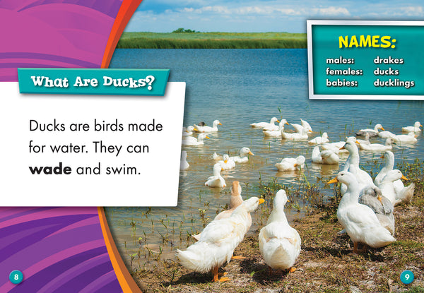 Ducks