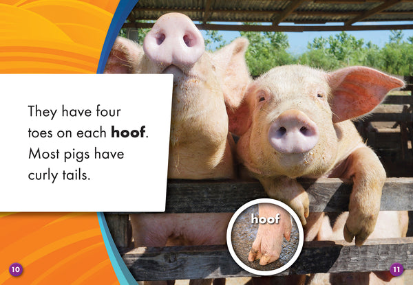 Pigs