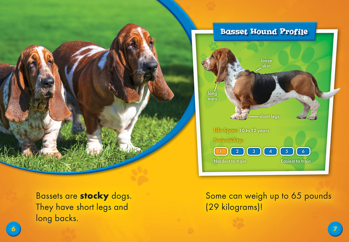Basset Hounds