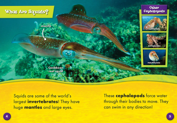 Squids