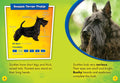 Scottish Terriers