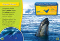 Humpback Whale Migration