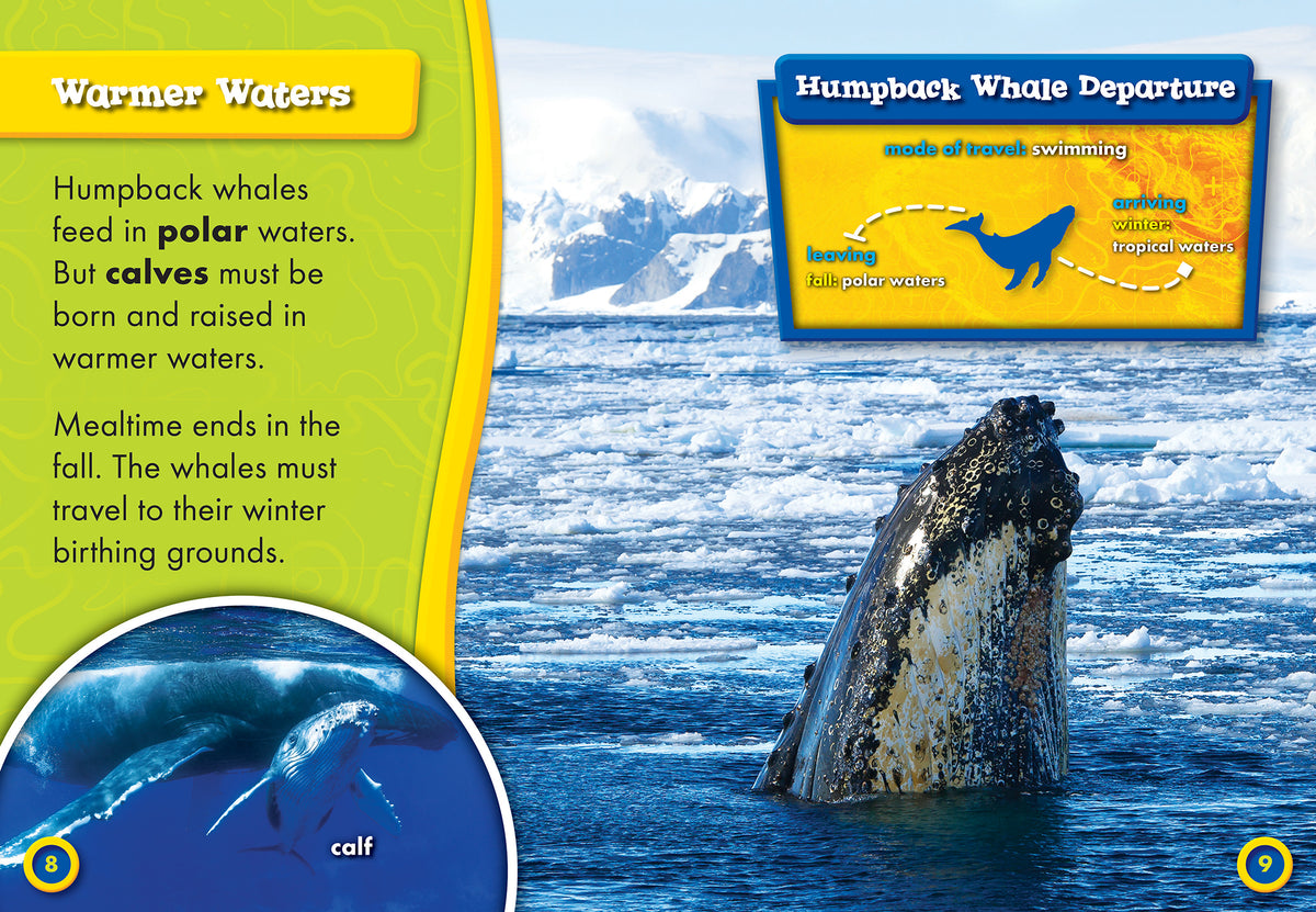 Humpback Whale Migration