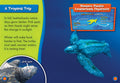 Leatherback Sea Turtle Migration