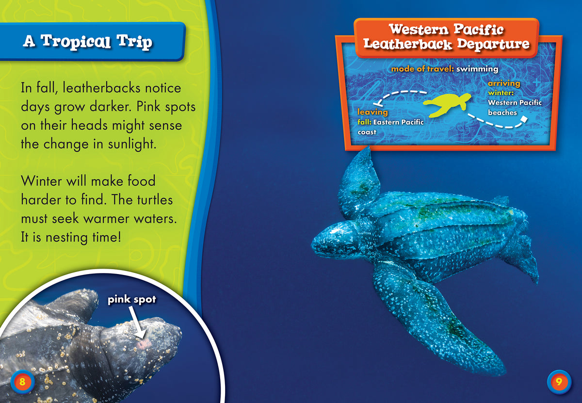 Leatherback Sea Turtle Migration