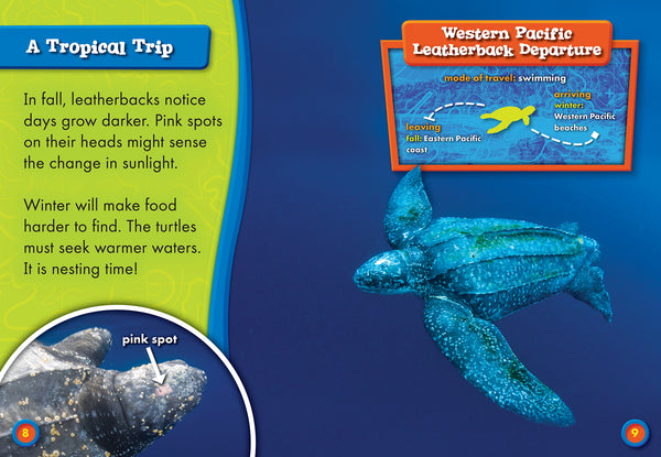Leatherback Sea Turtle Migration