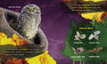 Owls