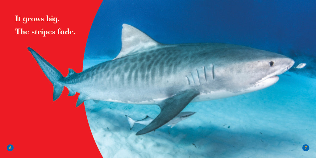 Tiger Shark