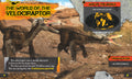 Velociraptor