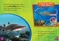 Sand Tiger Sharks