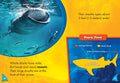 Whale Sharks