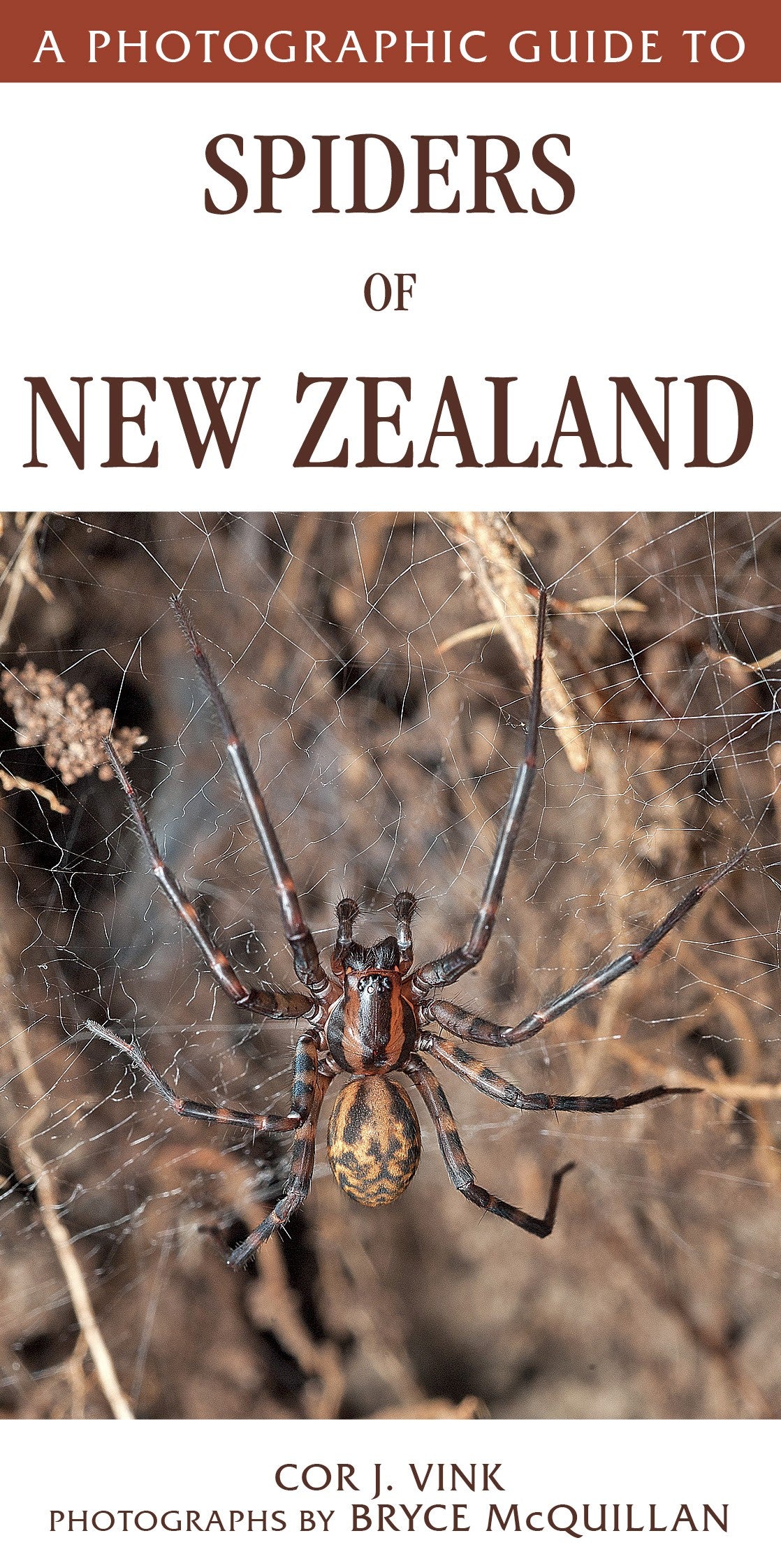 Photographic Guide to Spiders of New Zealand