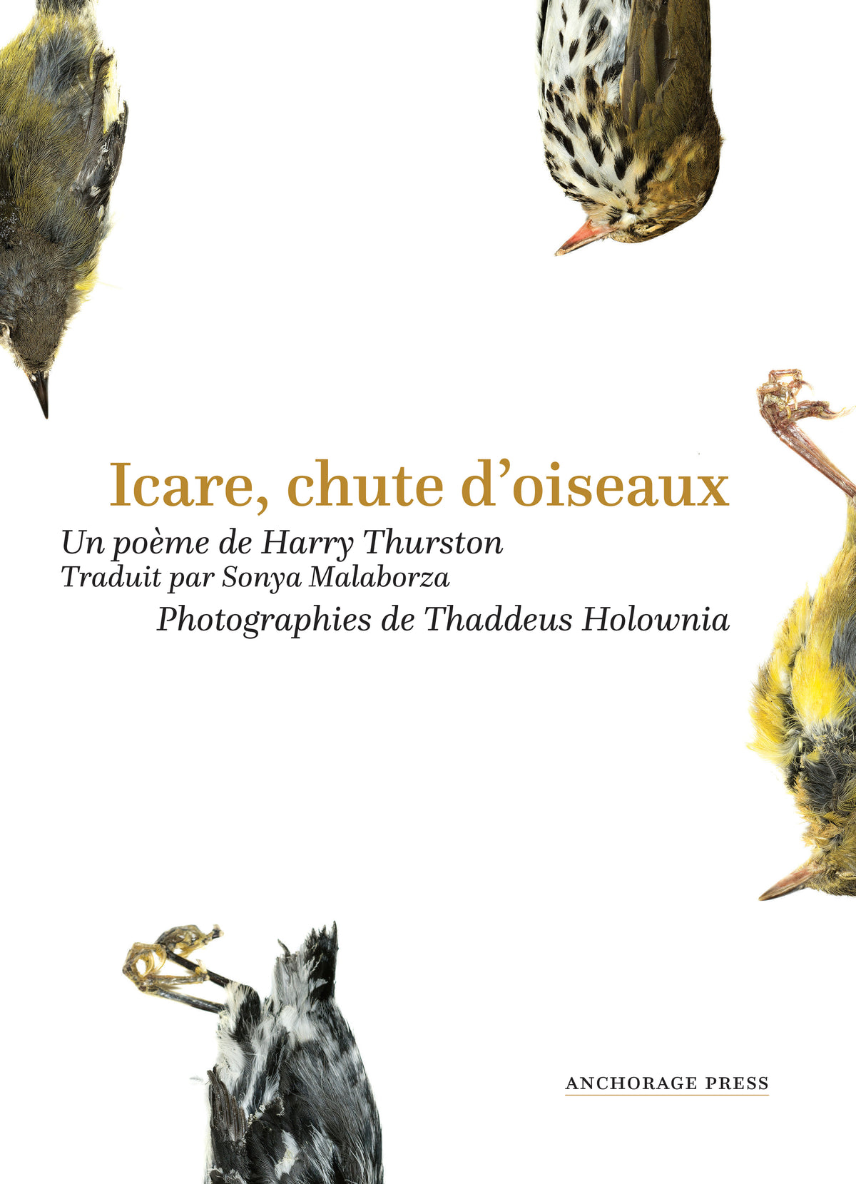 Icare, chute d’oiseaux