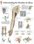 Understanding the Shoulder & Elbow Laminated Poster