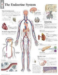 Endocrine System Laminated Poster